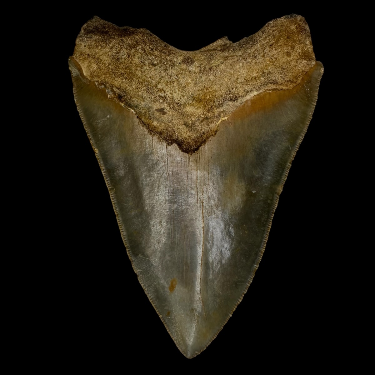 5.35" Serrated Megalodon Tooth Fossil - Image 2