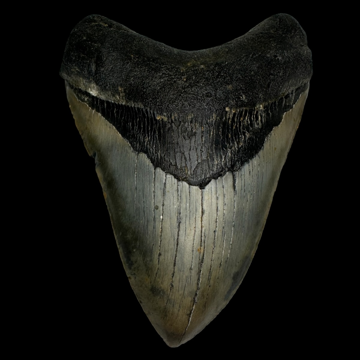 5.59" Serrated Megalodon Tooth Fossil
