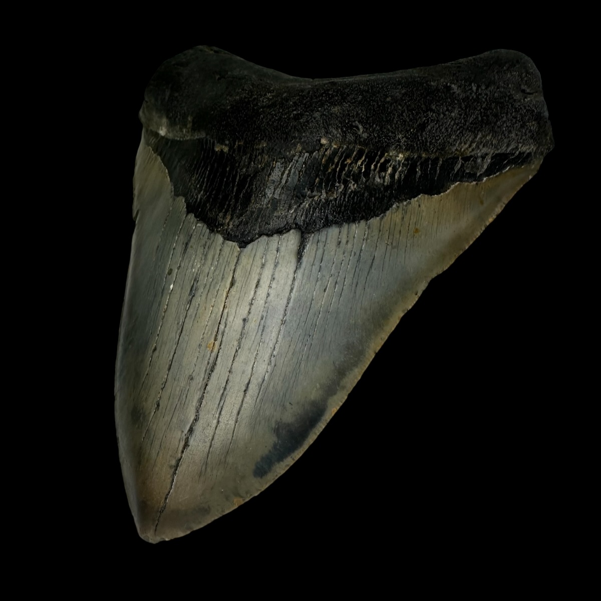 5.59" Serrated Megalodon Tooth Fossil - Image 3