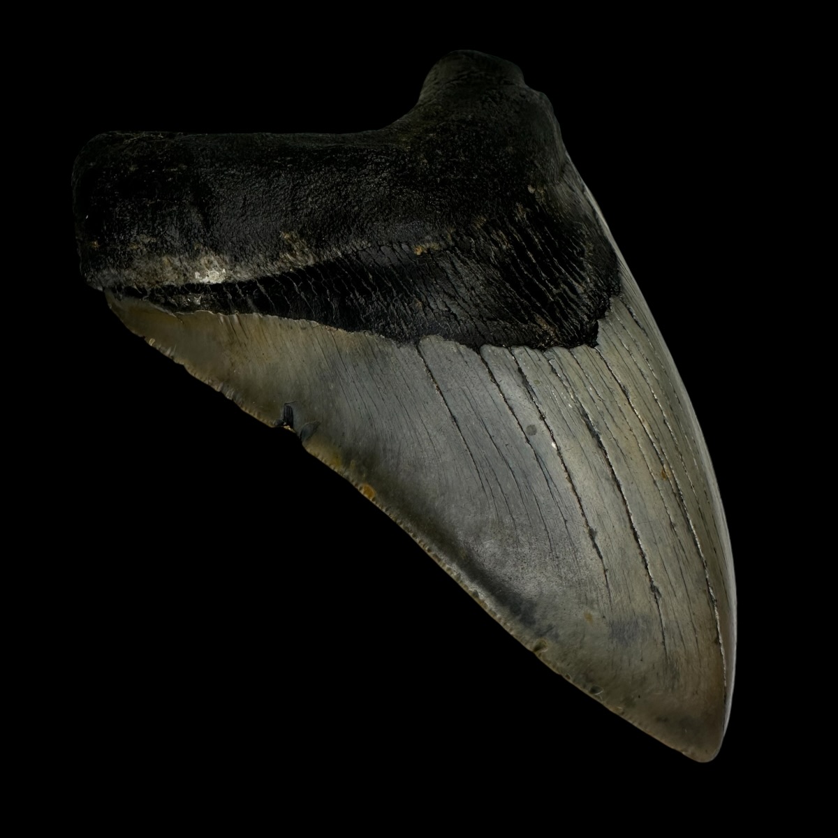 5.59" Serrated Megalodon Tooth Fossil - Image 4