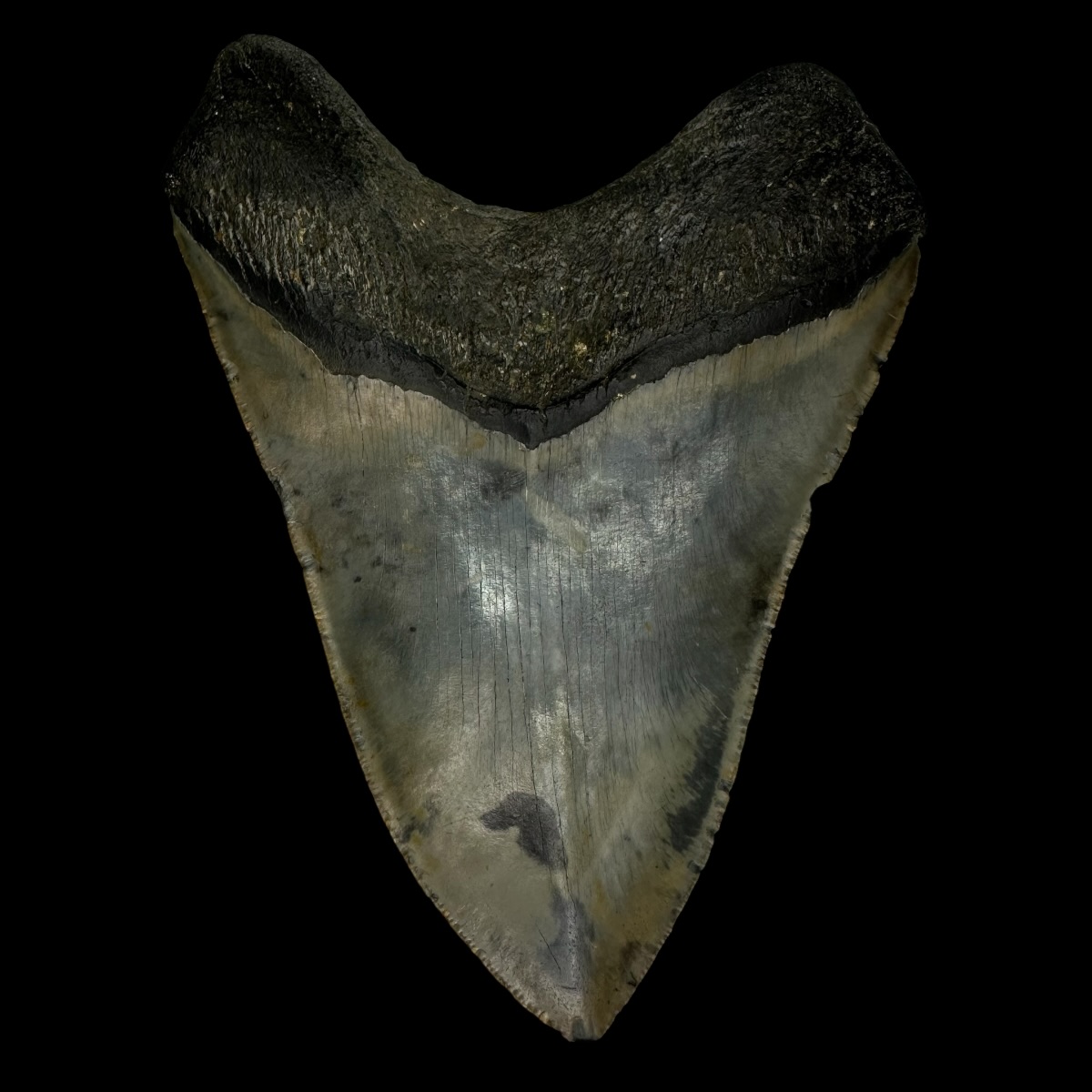 5.59" Serrated Megalodon Tooth Fossil - Image 2