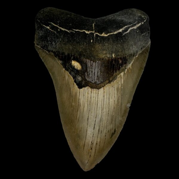 4.92" Megalodon Tooth Fossil