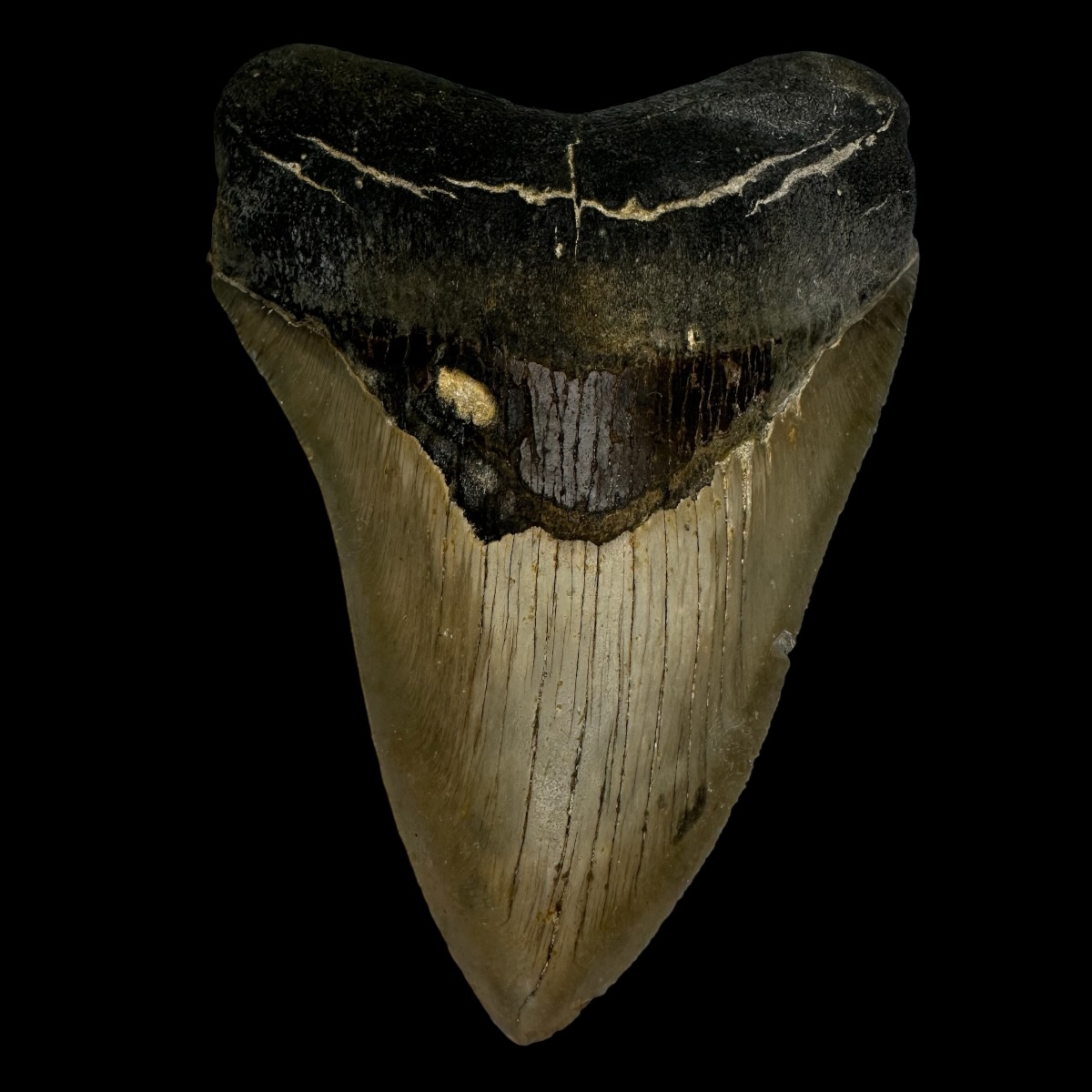 4.92" Megalodon Tooth Fossil