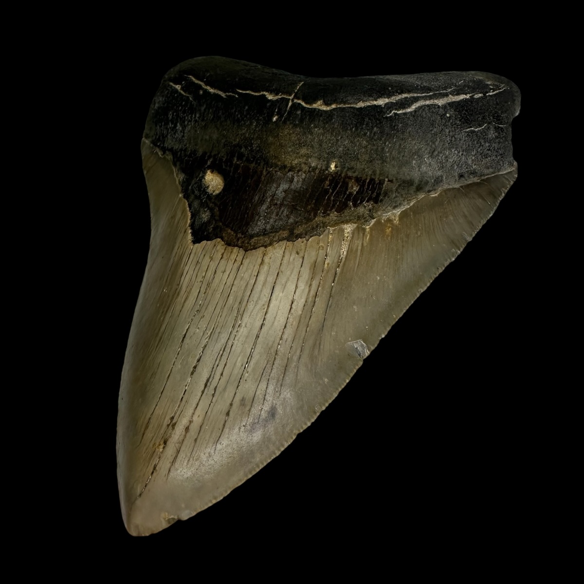 4.92" Megalodon Tooth Fossil - Image 3