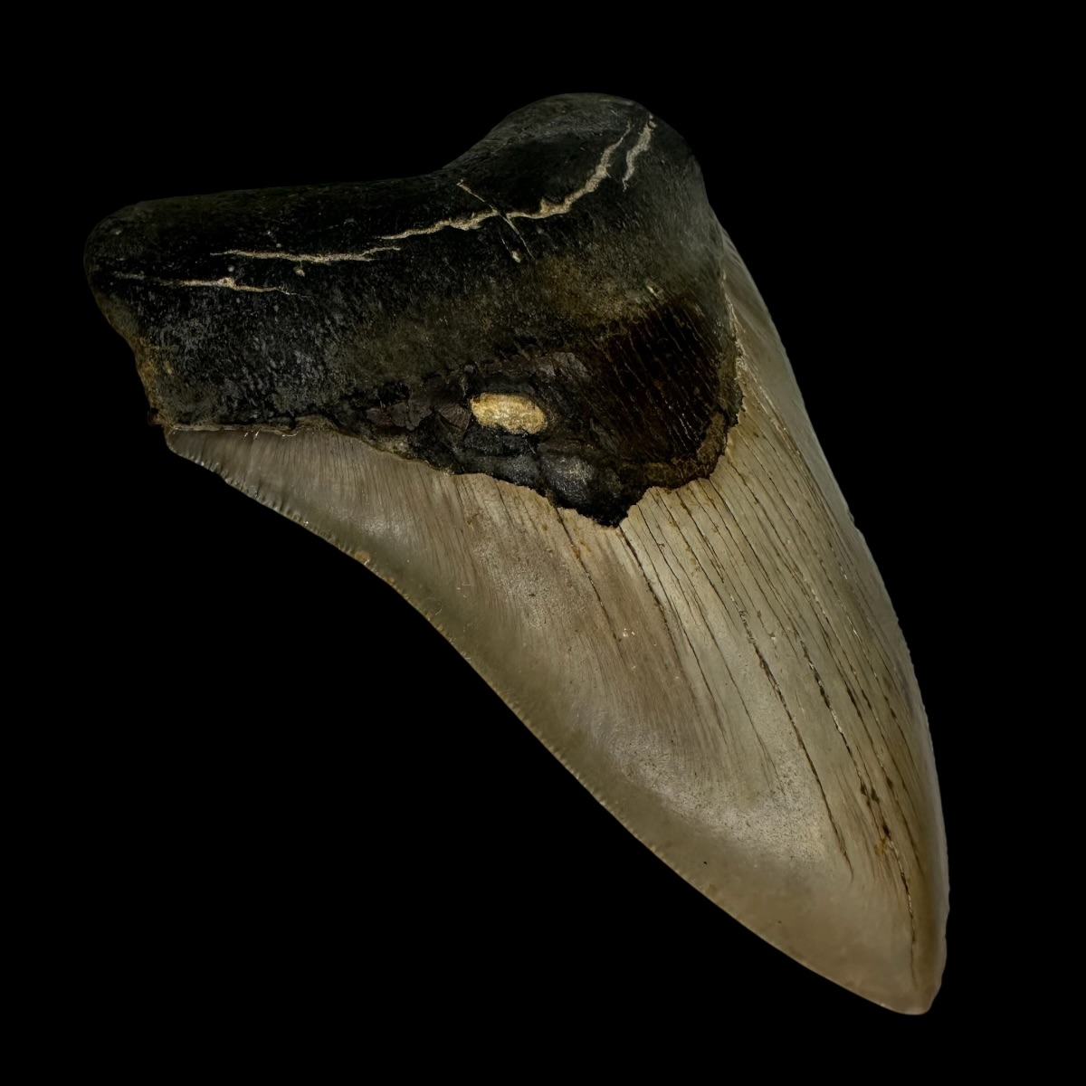 4.92" Megalodon Tooth Fossil - Image 4