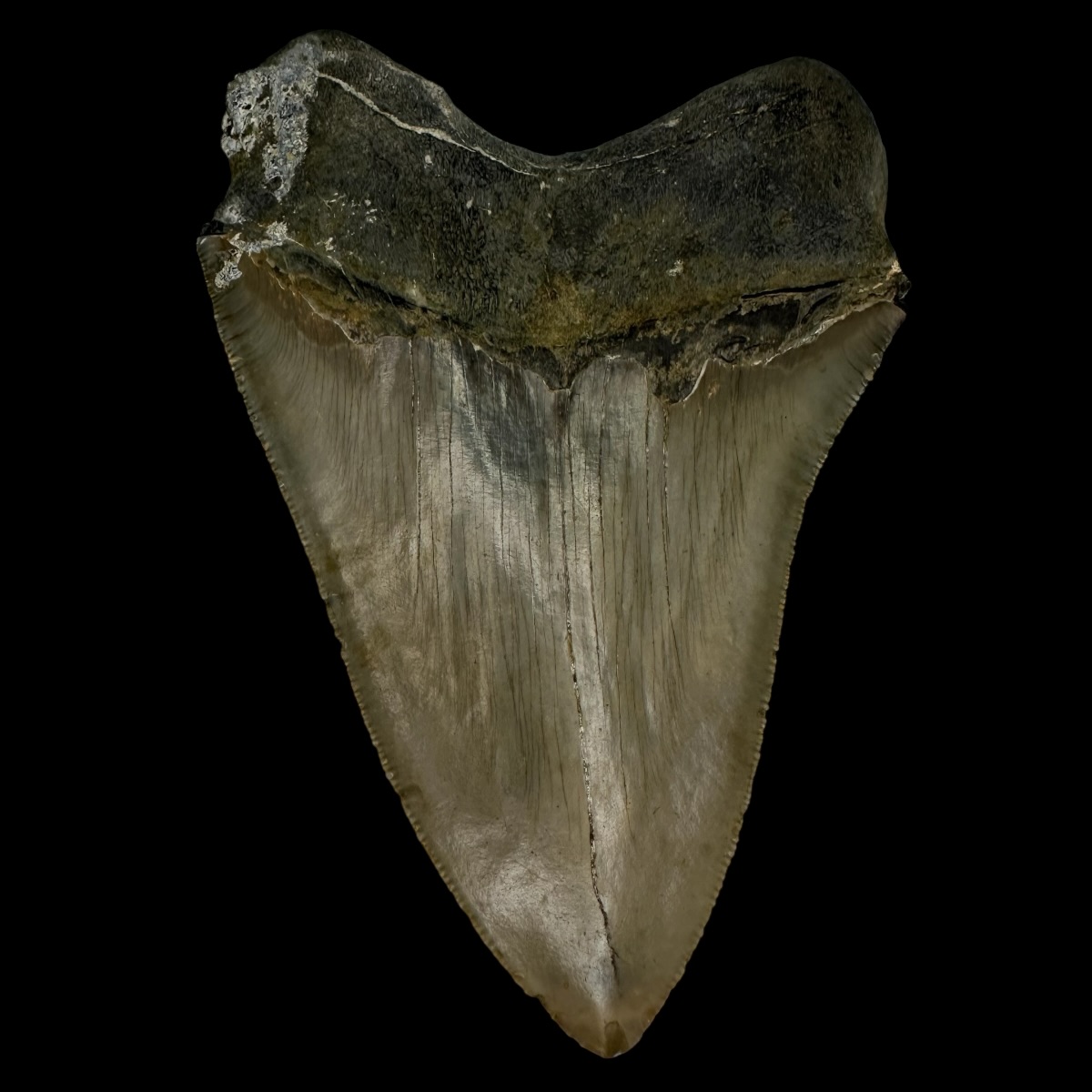 4.92" Megalodon Tooth Fossil - Image 2