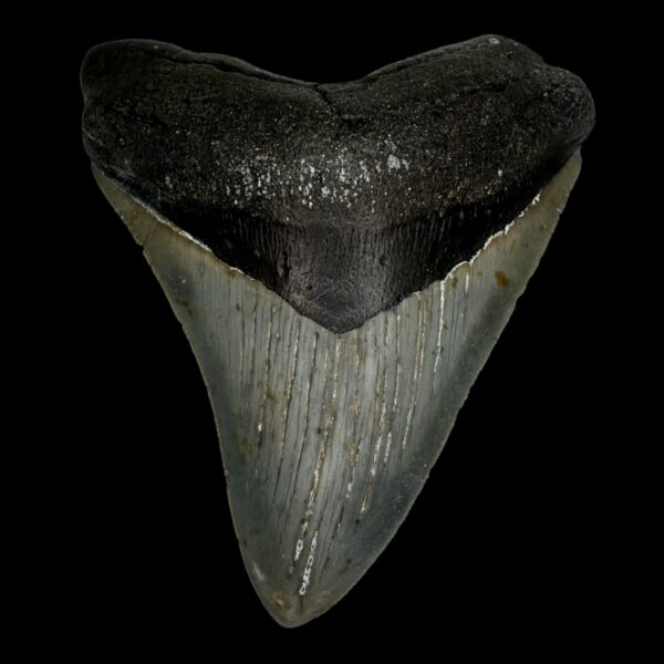 4.47" Megalodon Tooth Fossil