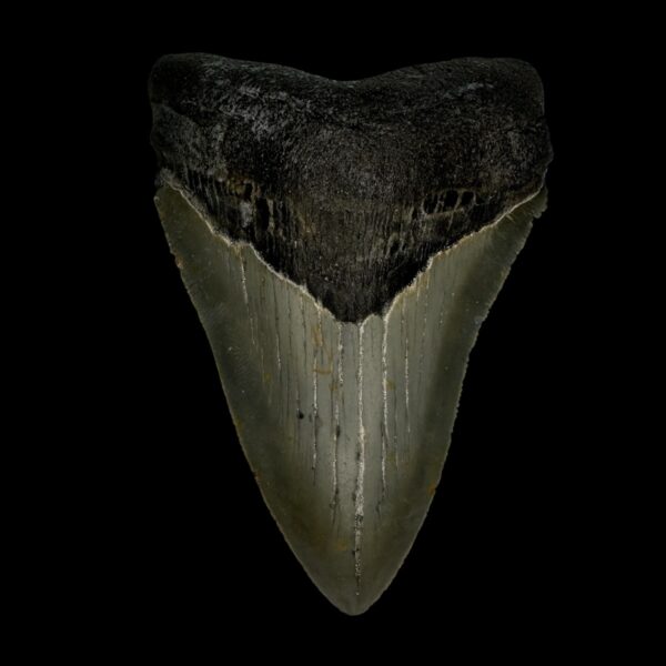 3.84" Megalodon Tooth Fossil