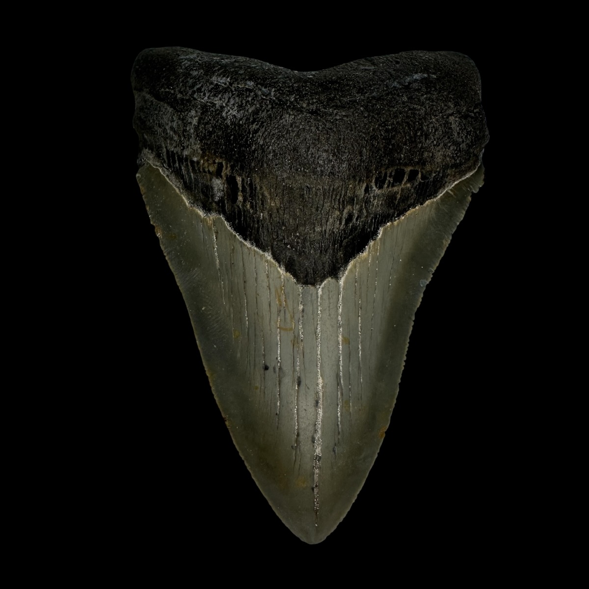 3.84" Megalodon Tooth Fossil