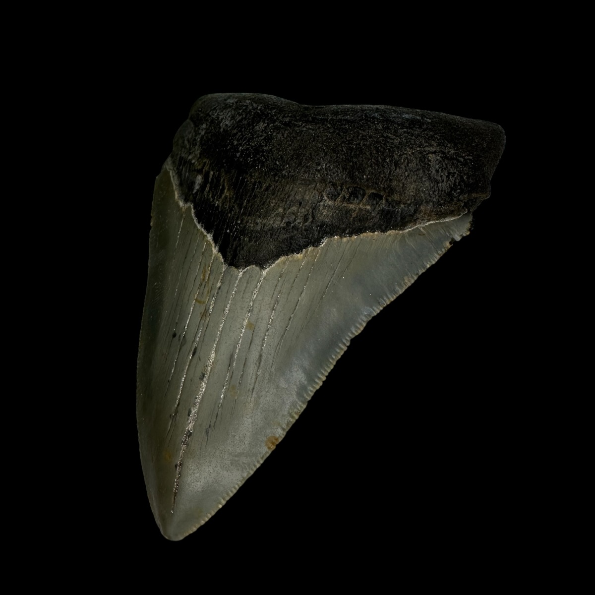 3.84" Megalodon Tooth Fossil - Image 3