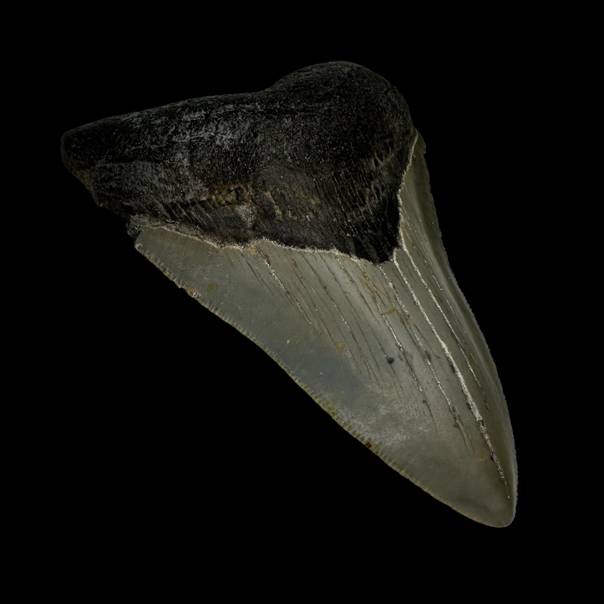 3.84" Megalodon Tooth Fossil - Image 4