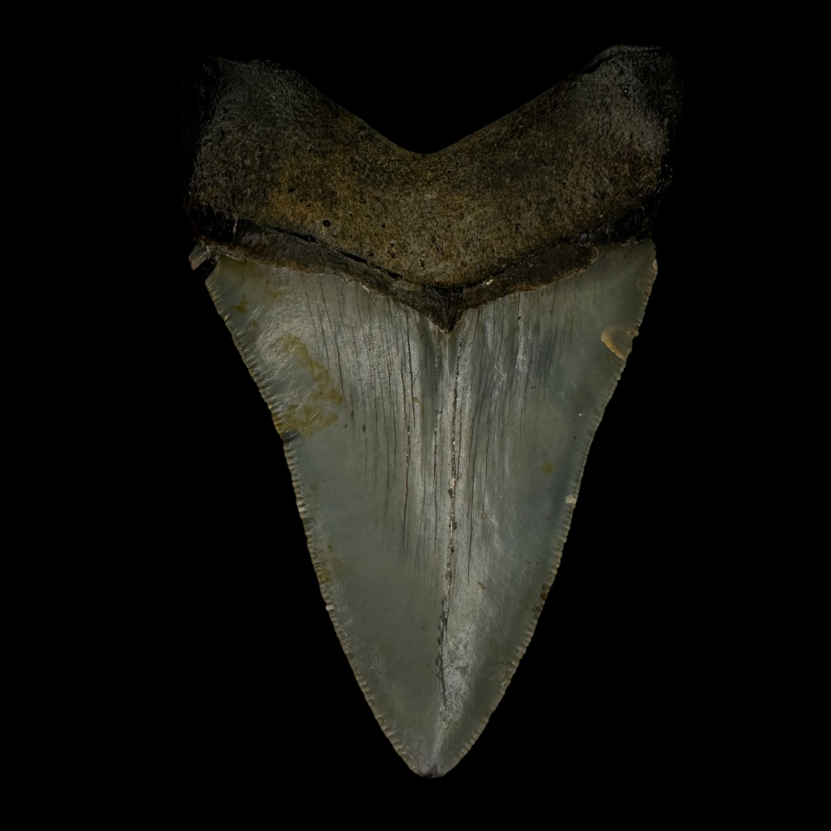 3.84" Megalodon Tooth Fossil - Image 2