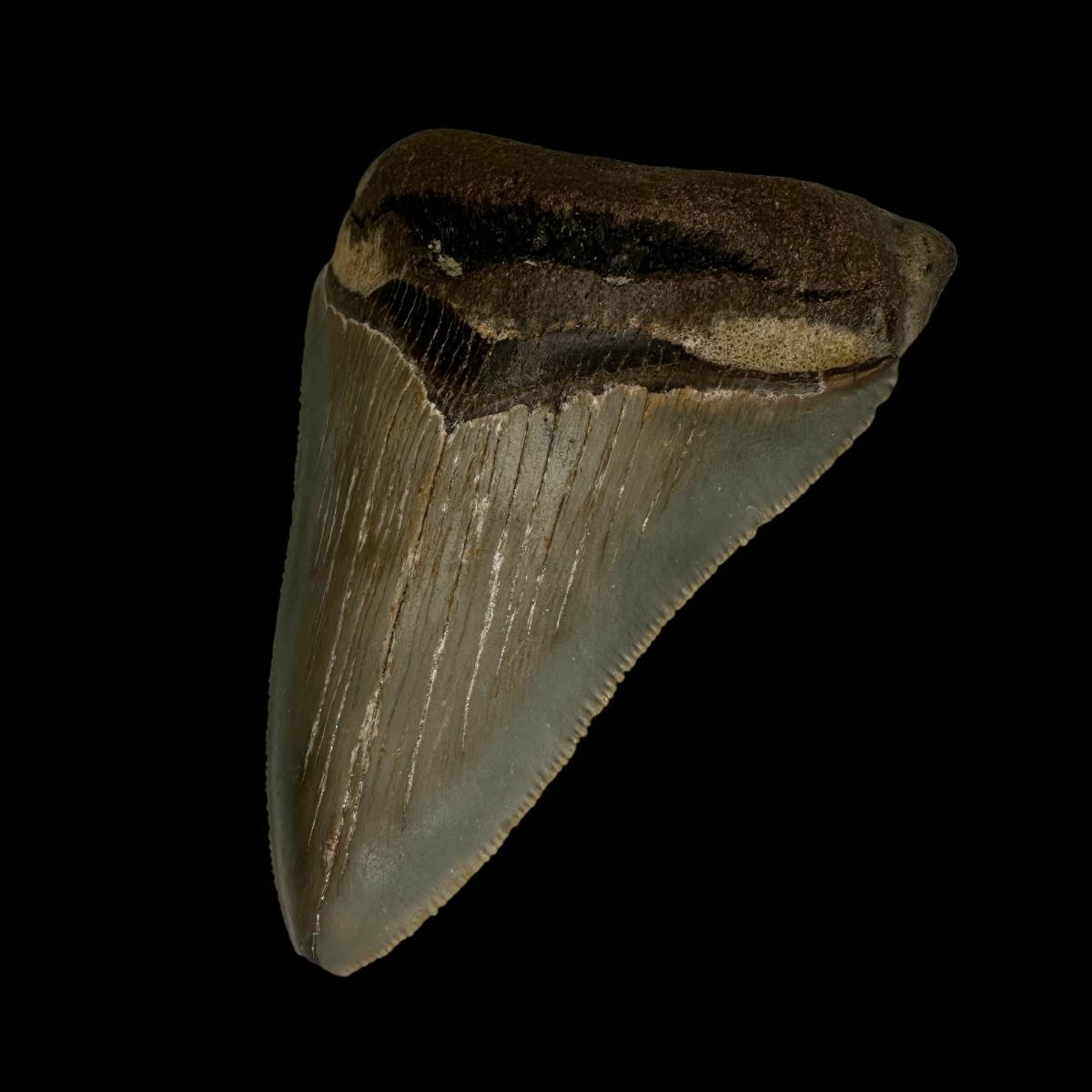 3.72" Serrated Megalodon Tooth Fossil - Image 3