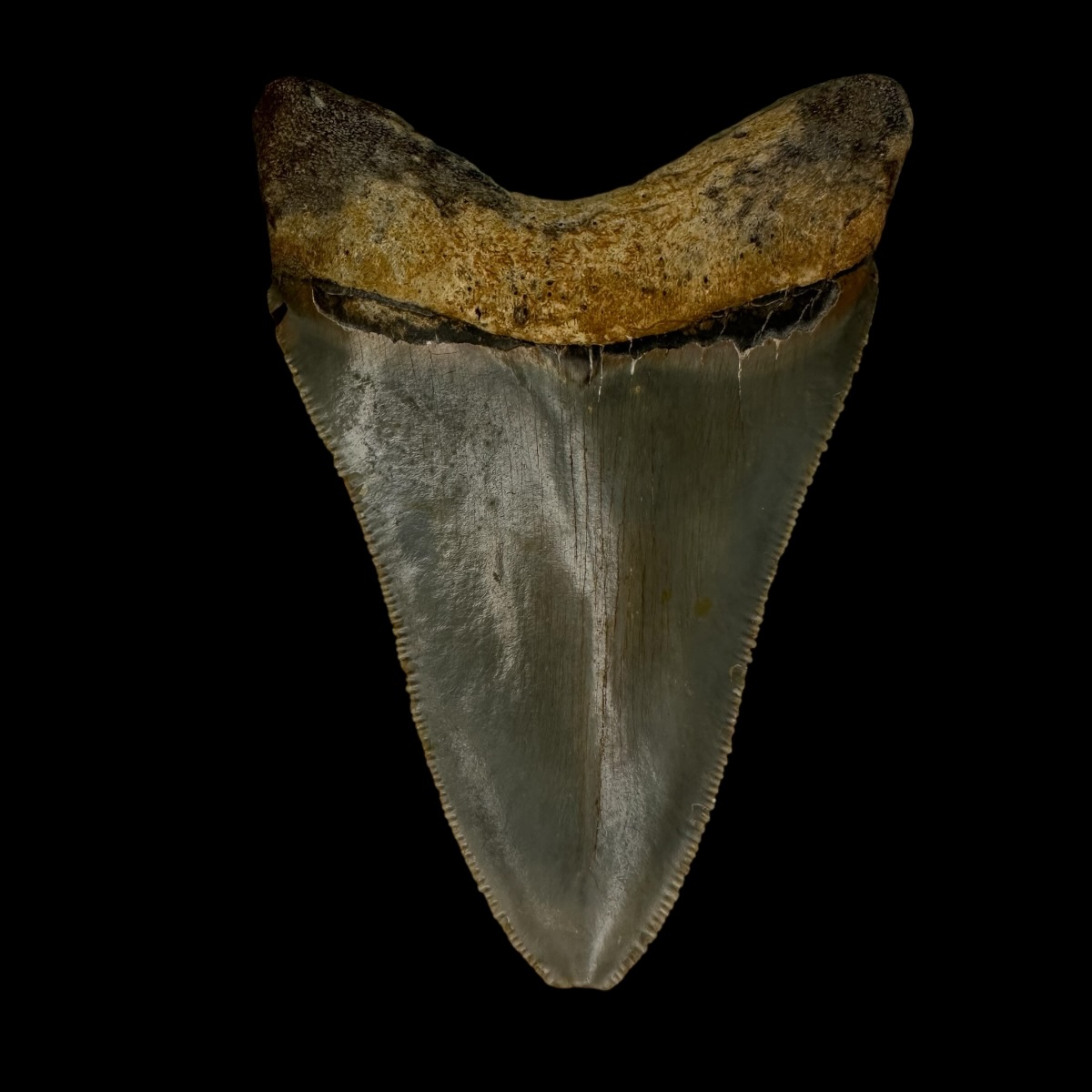 3.72" Serrated Megalodon Tooth Fossil - Image 2