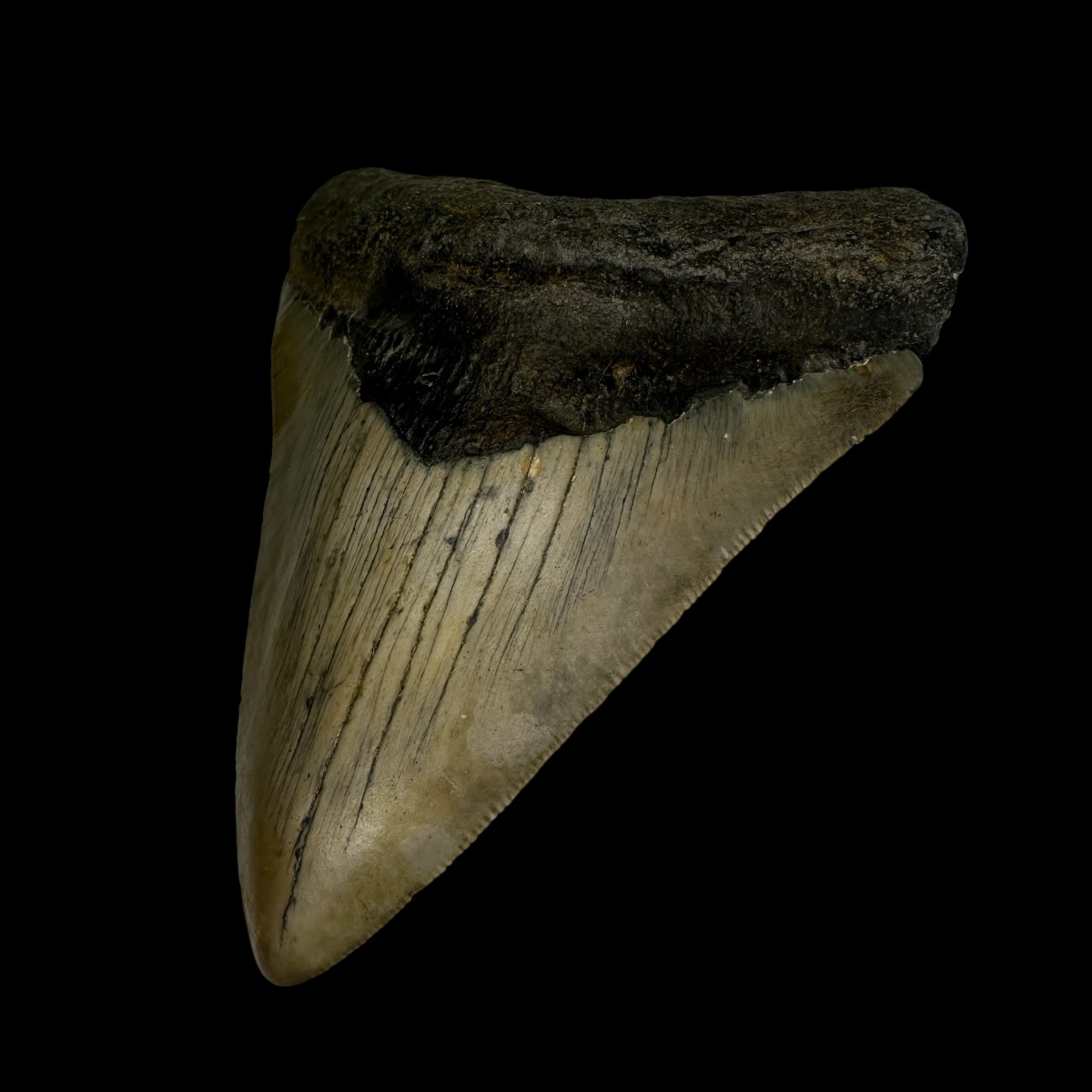 3.39" Megalodon Tooth Fossil - Image 3