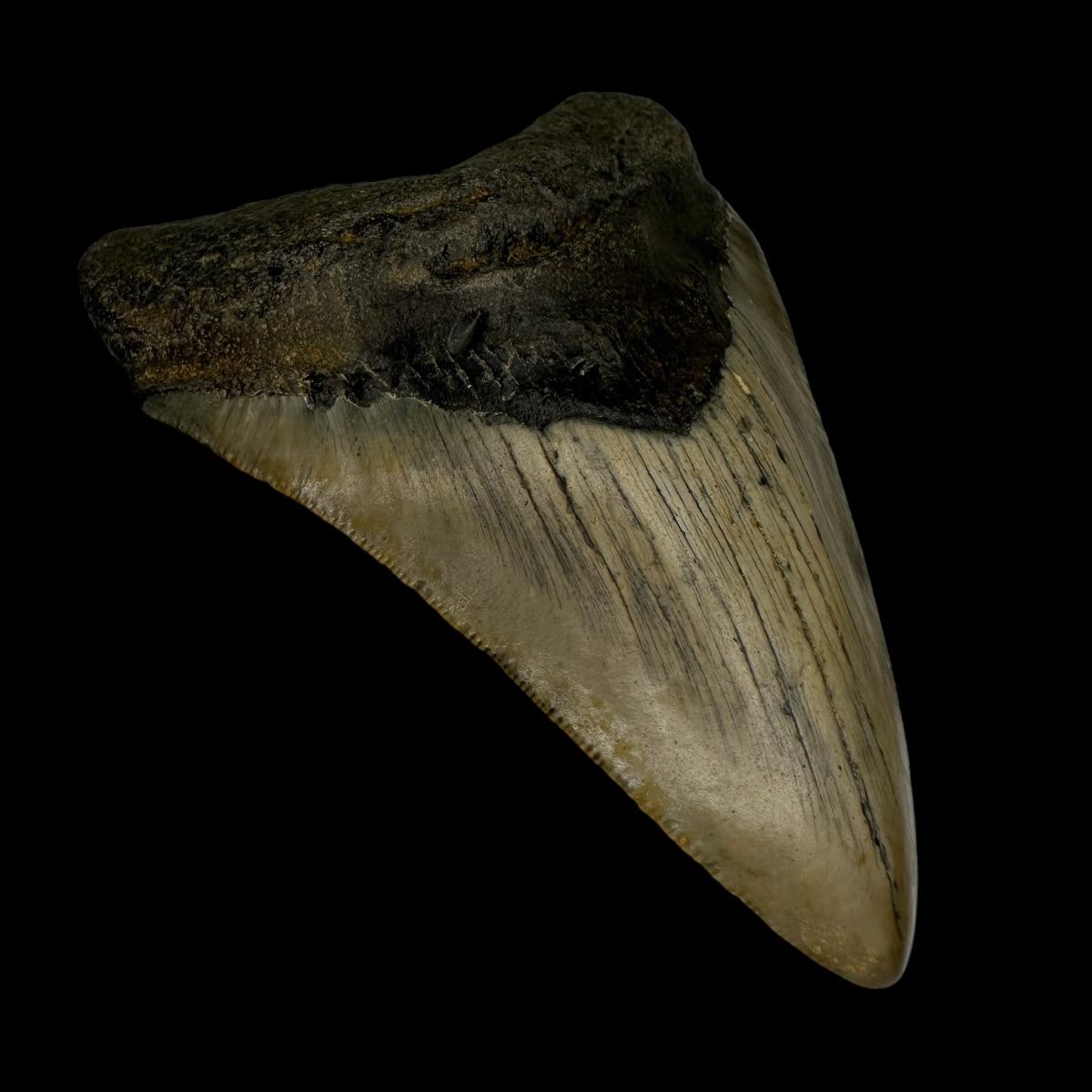 3.39" Megalodon Tooth Fossil - Image 4