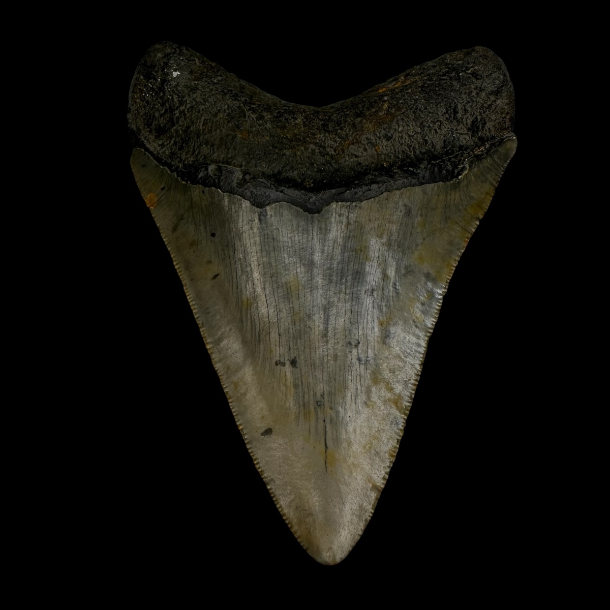 3.39" Megalodon Tooth Fossil - Image 2