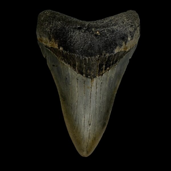 3.63" Megalodon Tooth Fossil