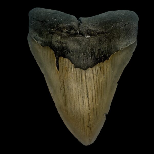 4.83" Megalodon Tooth Fossil