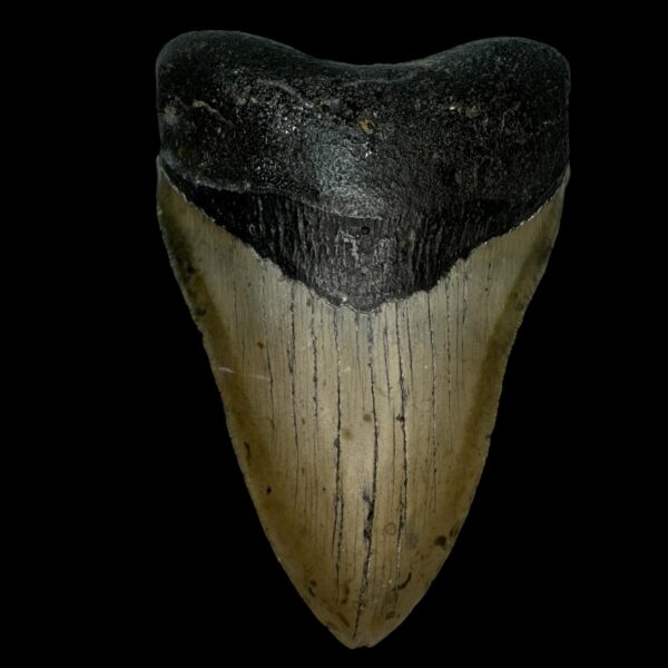 4.85" Serrated Megalodon Tooth Fossil