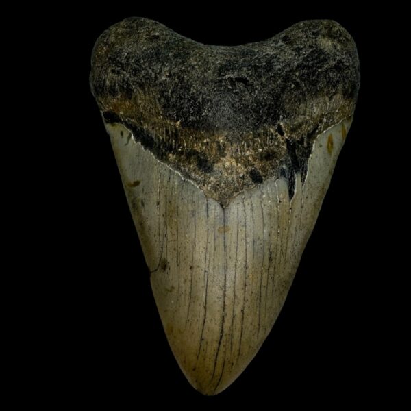 4.91" Megalodon Tooth Fossil