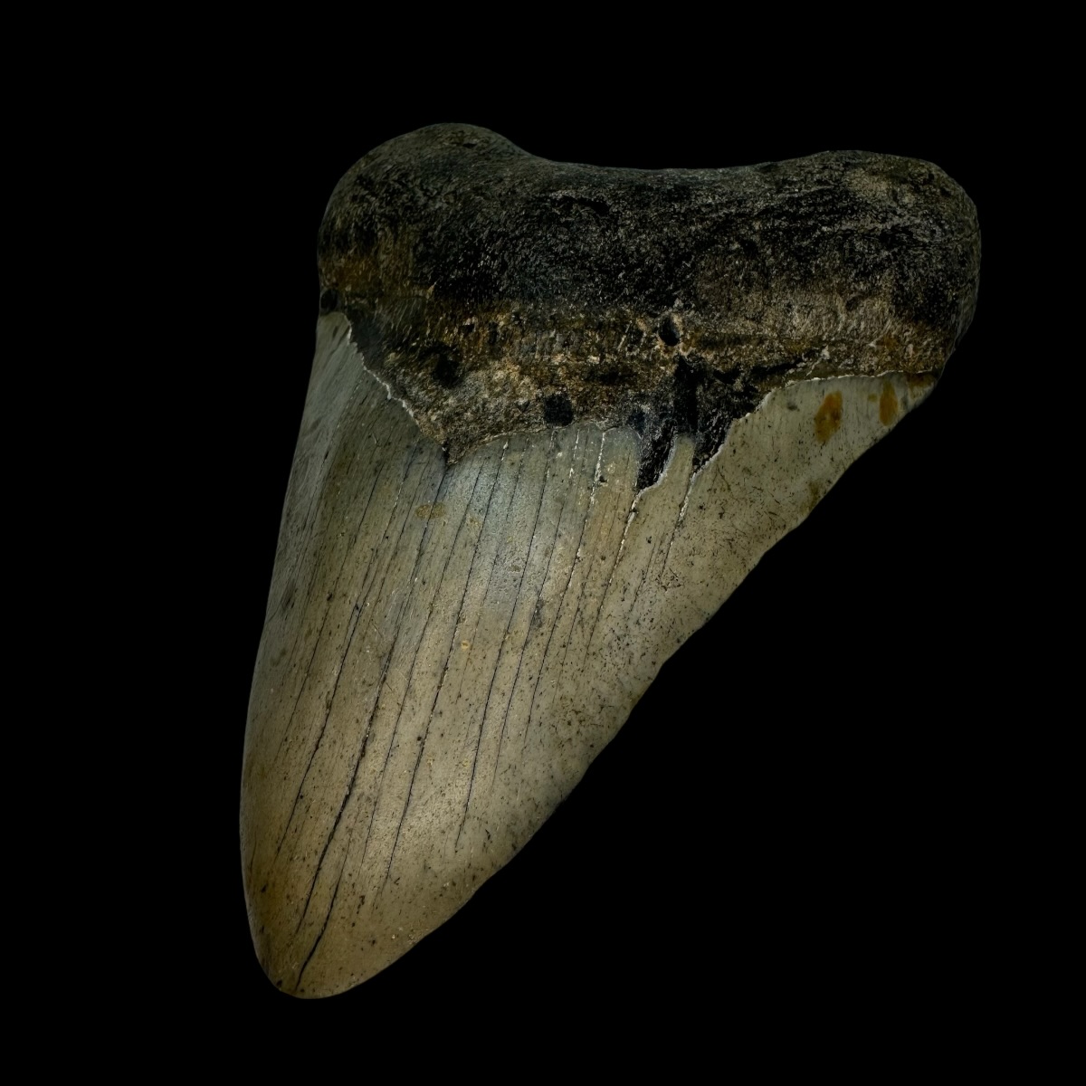 4.91" Megalodon Tooth Fossil - Image 3