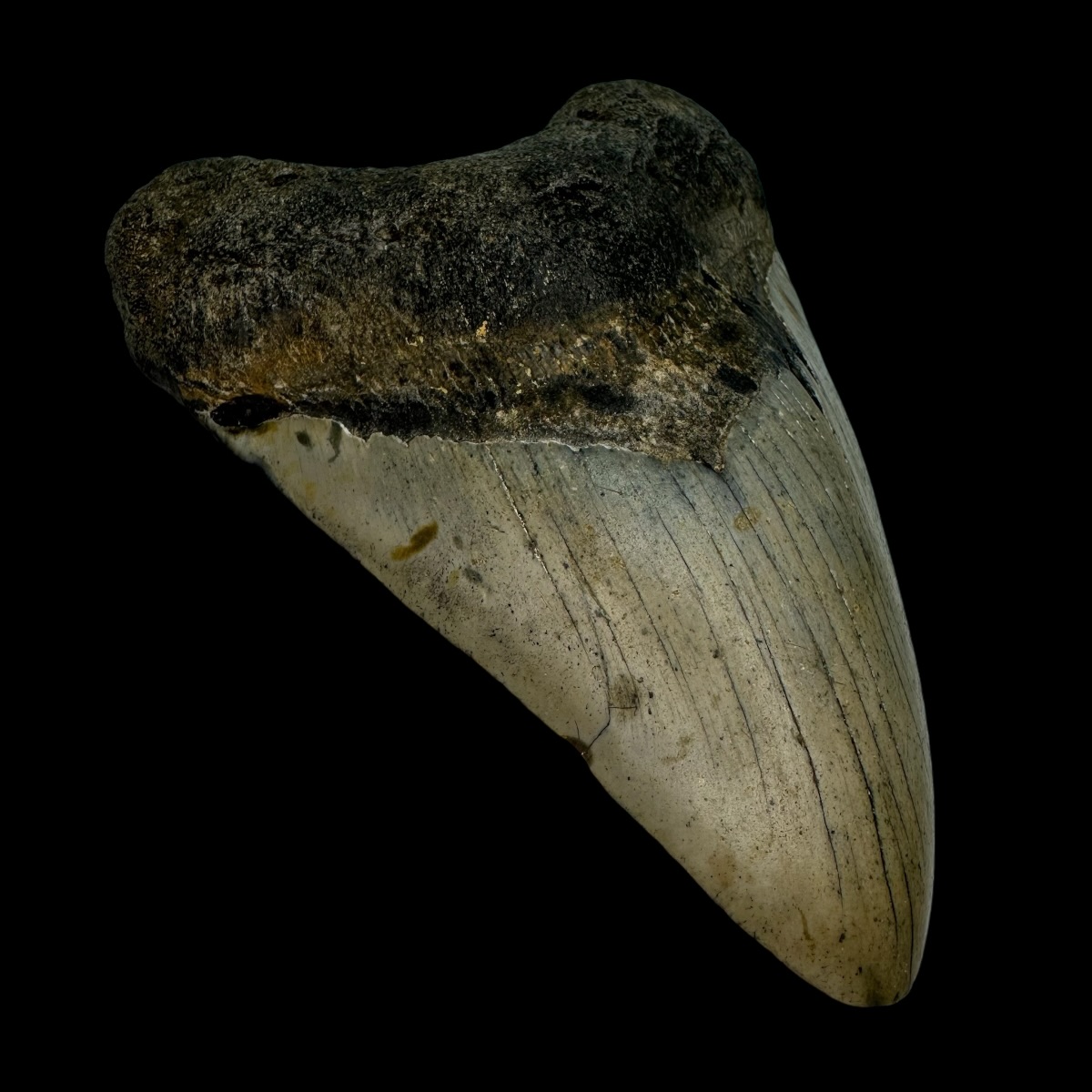 4.91" Megalodon Tooth Fossil - Image 4