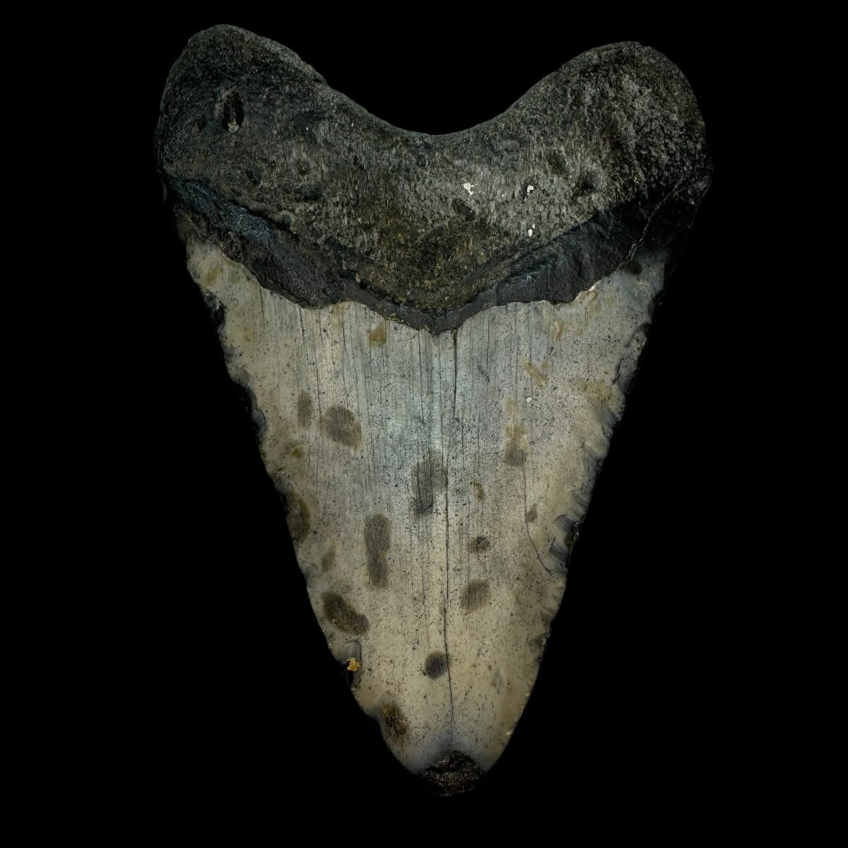4.91" Megalodon Tooth Fossil - Image 2