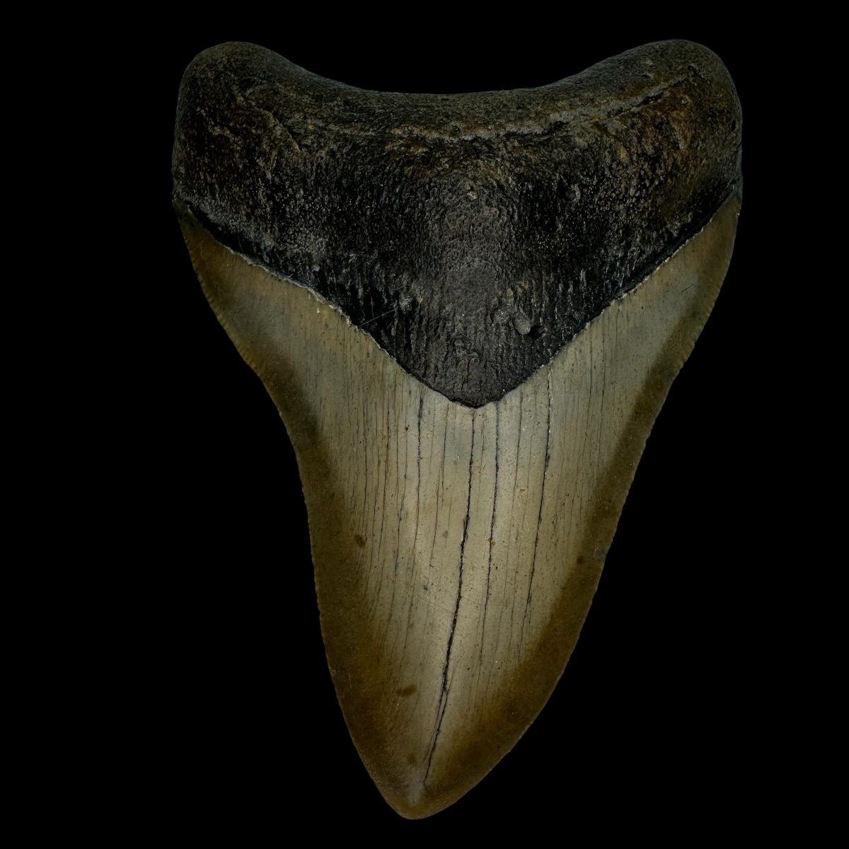4.56" Serrated Megalodon Tooth Fossil