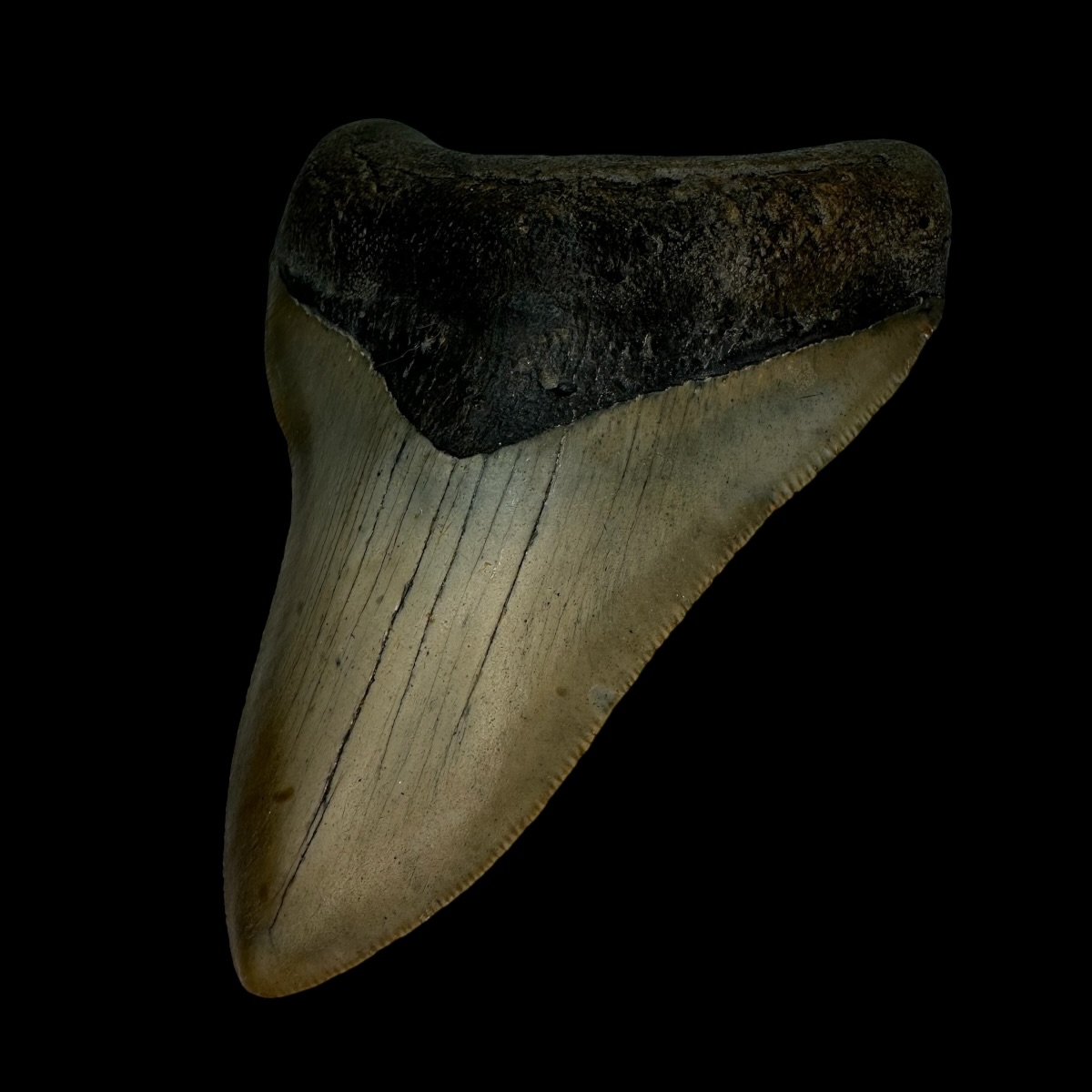 4.56" Serrated Megalodon Tooth Fossil - Image 3