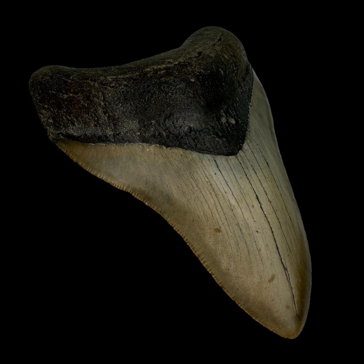 4.56" Serrated Megalodon Tooth Fossil - Image 4