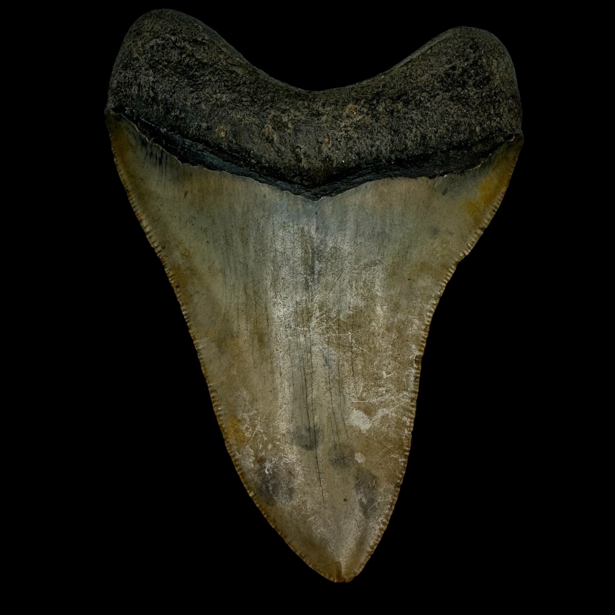 4.56" Serrated Megalodon Tooth Fossil - Image 2