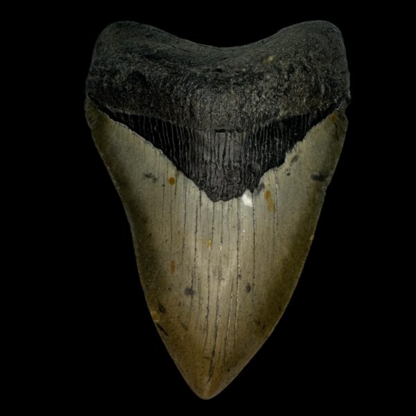 4.70" Megalodon Tooth Fossil