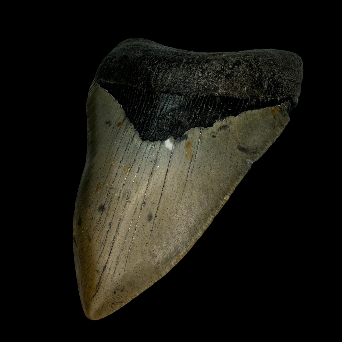 4.70" Megalodon Tooth Fossil - Image 3