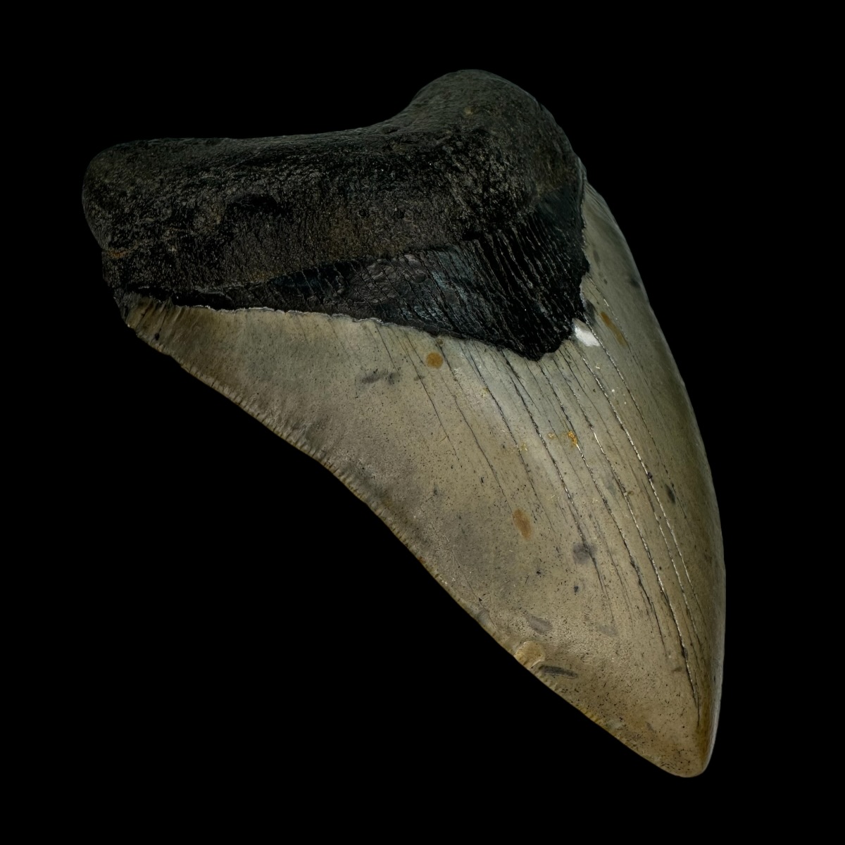 4.70" Megalodon Tooth Fossil - Image 4