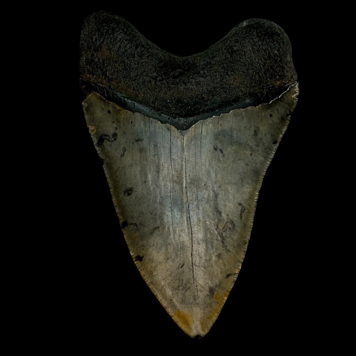 4.70" Megalodon Tooth Fossil - Image 2
