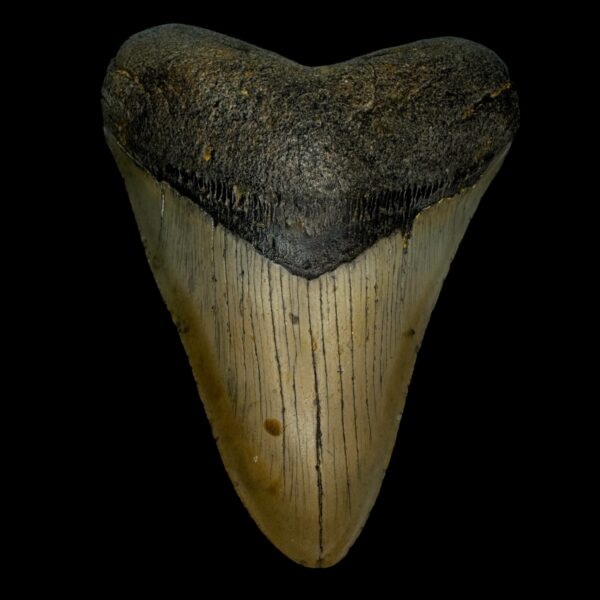4.58" Megalodon Tooth Fossil