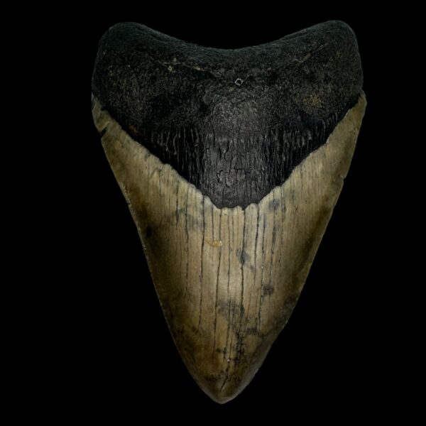 4.91" Megalodon Tooth Fossil
