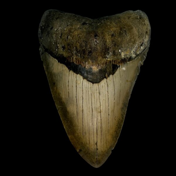 4.60" Megalodon Tooth Fossil