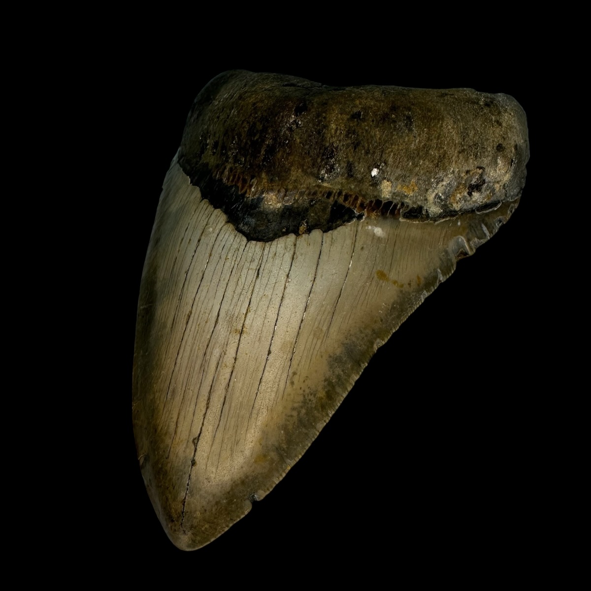 4.60" Megalodon Tooth Fossil - Image 3