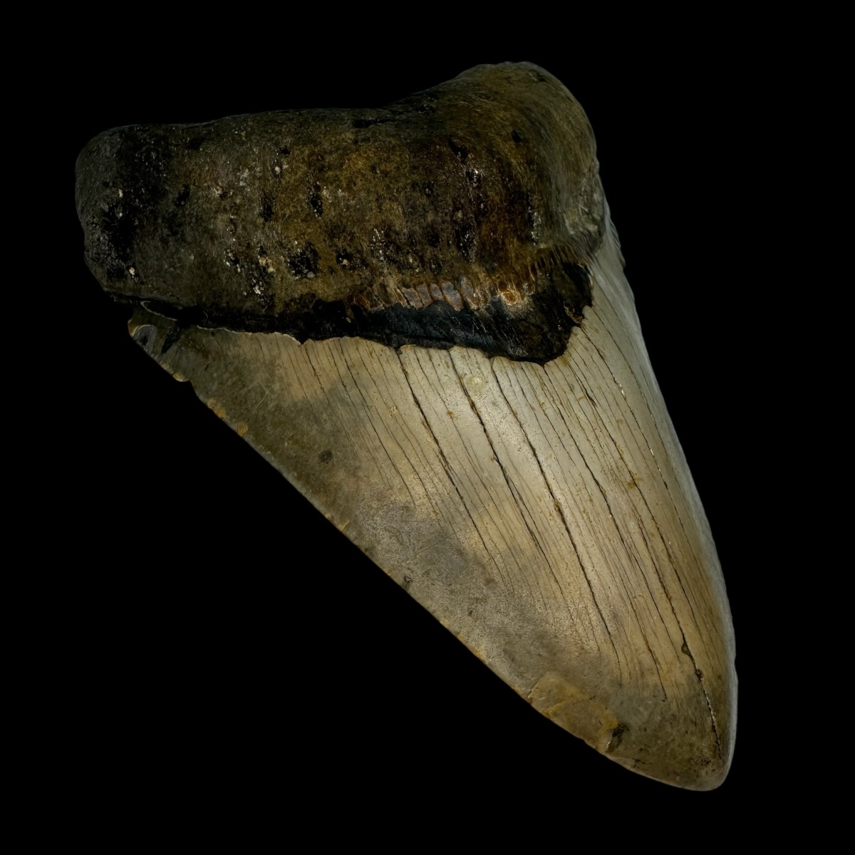 4.60" Megalodon Tooth Fossil - Image 4