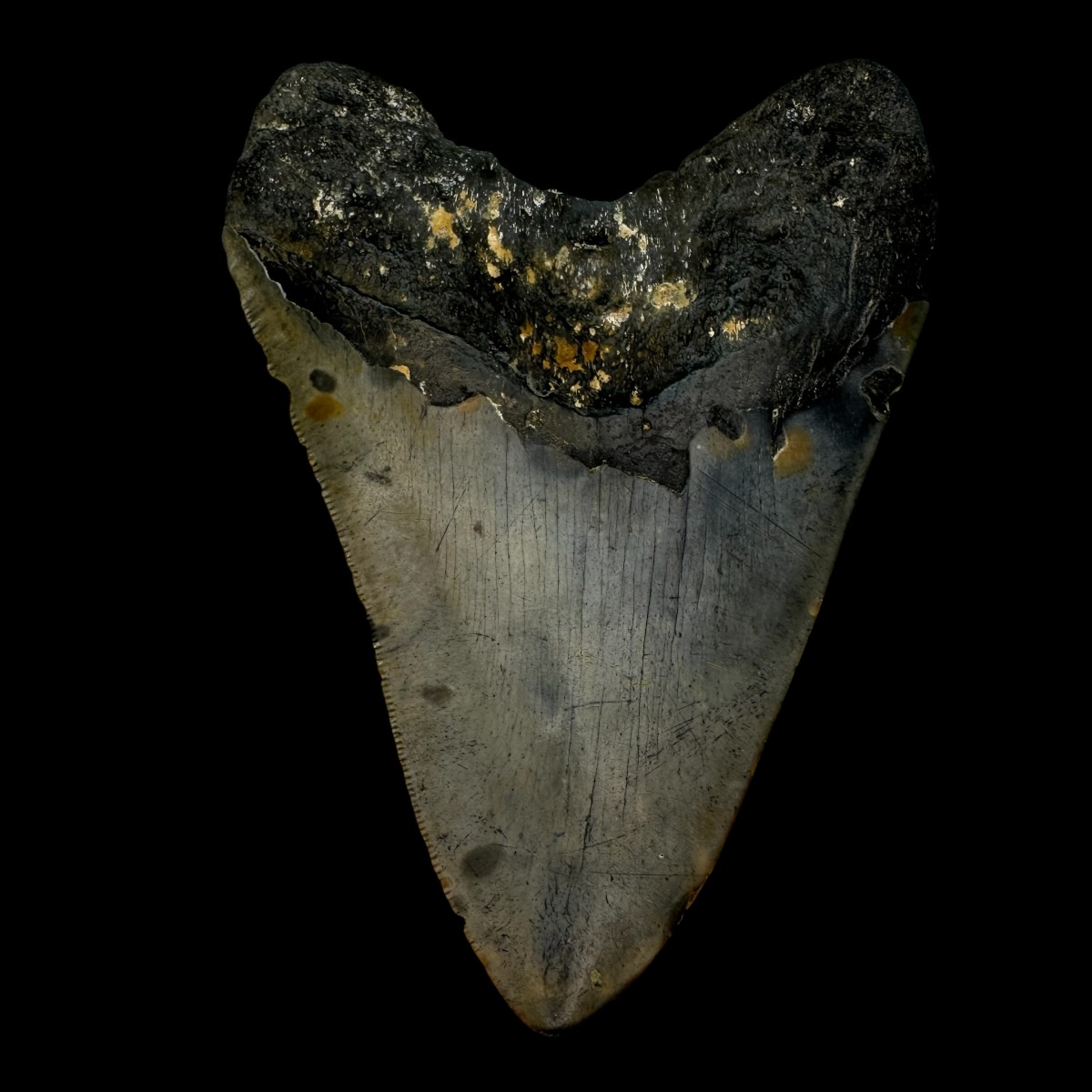 4.60" Megalodon Tooth Fossil - Image 2