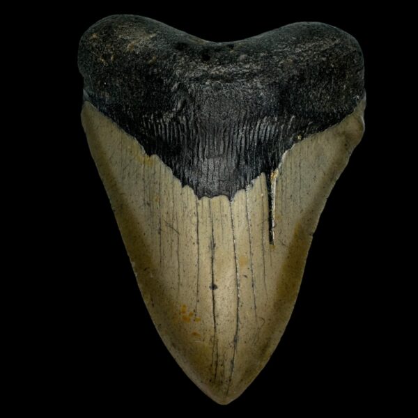 5.08" Megalodon Tooth Fossil