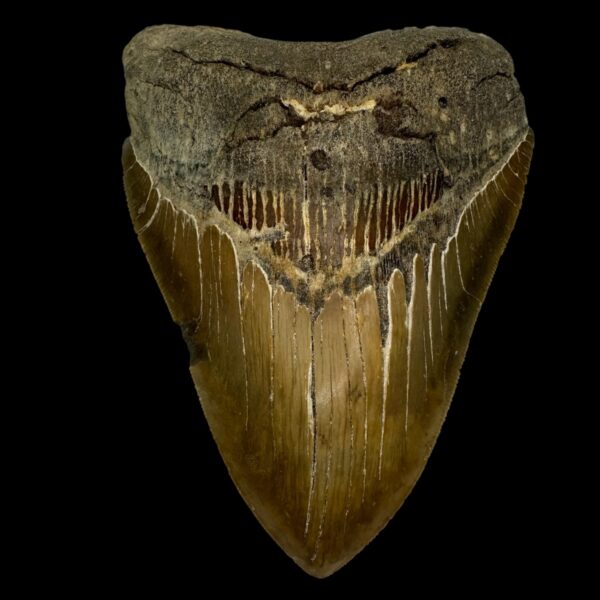 5.71" Serrated Megalodon Tooth Fossil