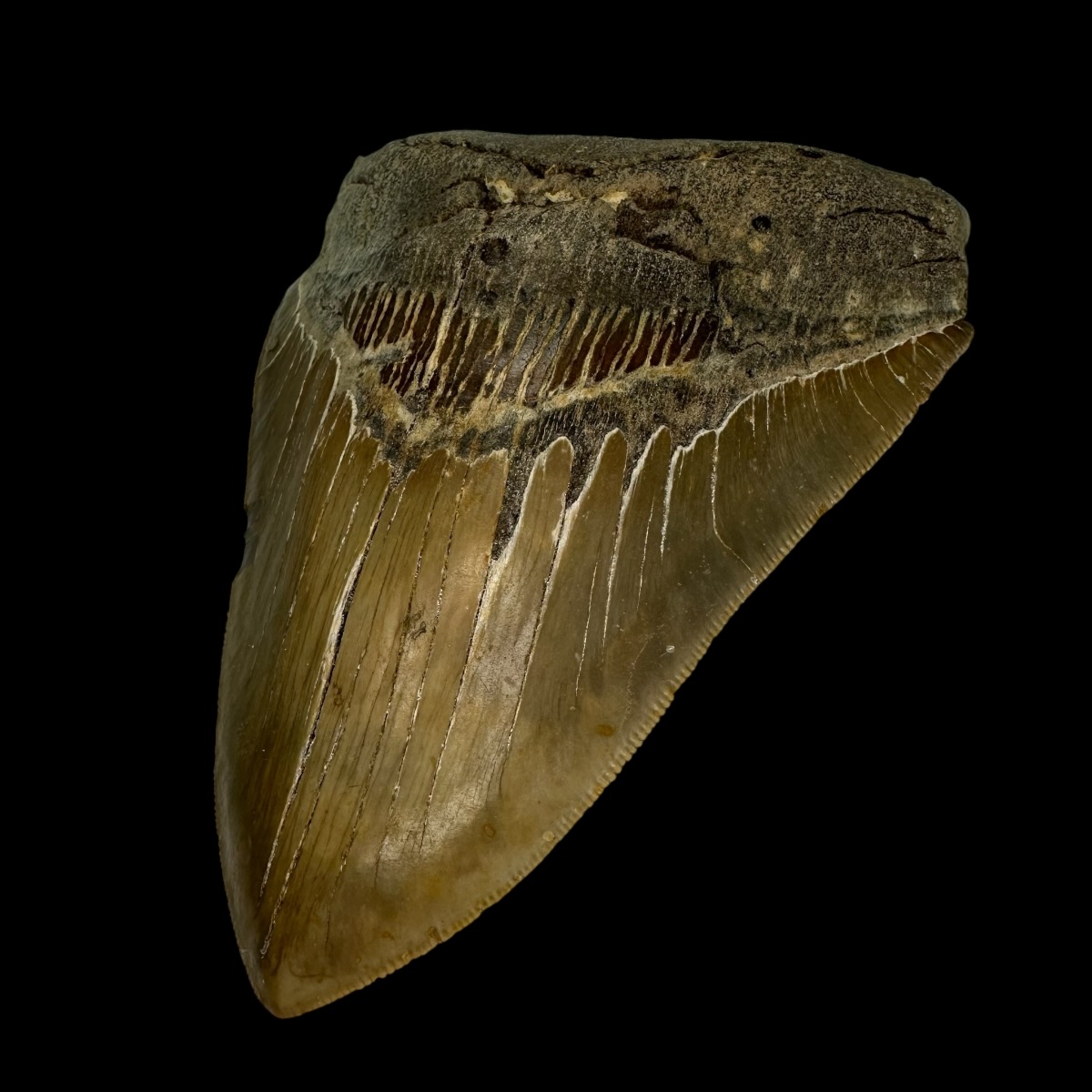 5.71" Serrated Megalodon Tooth Fossil - Image 3