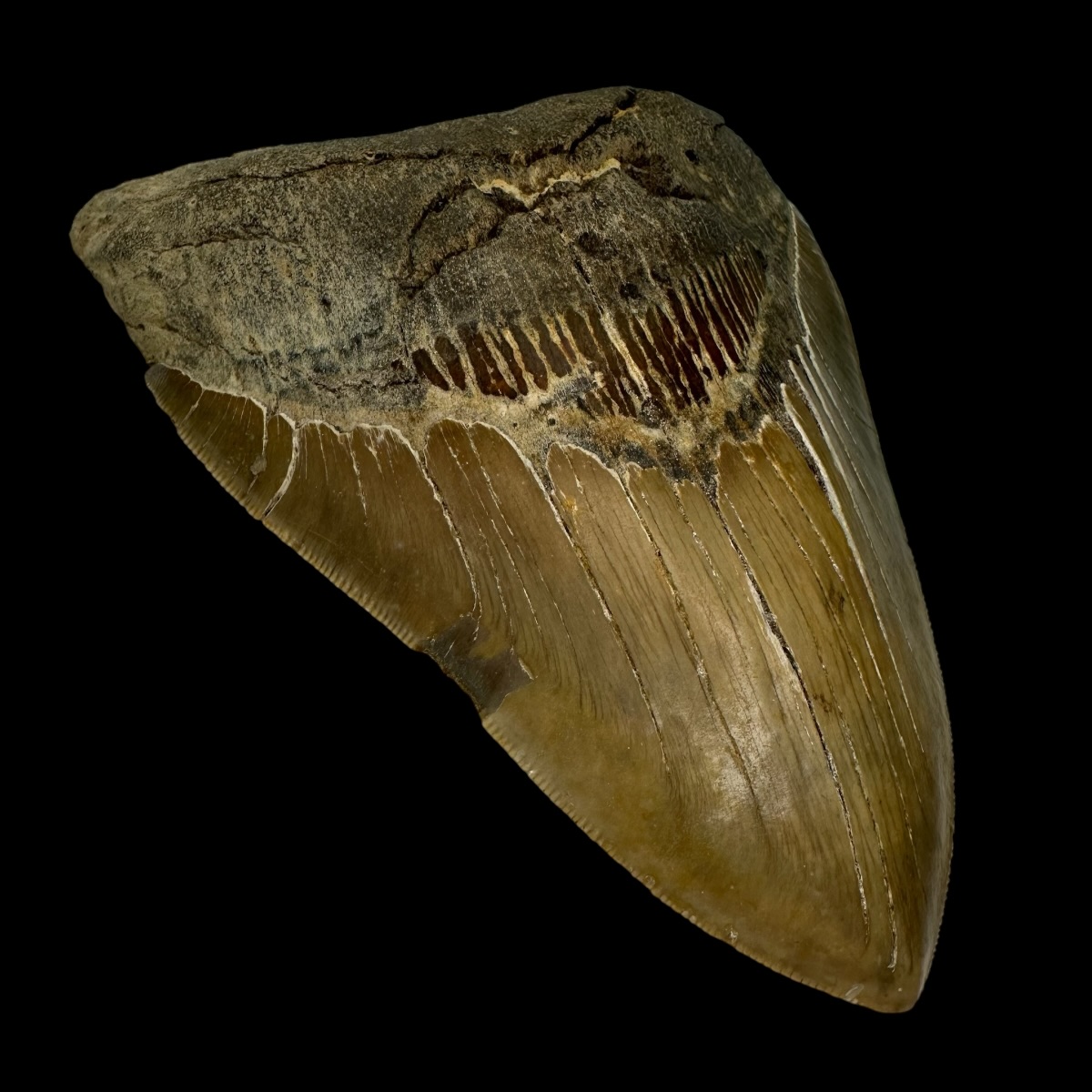 5.71" Serrated Megalodon Tooth Fossil - Image 4