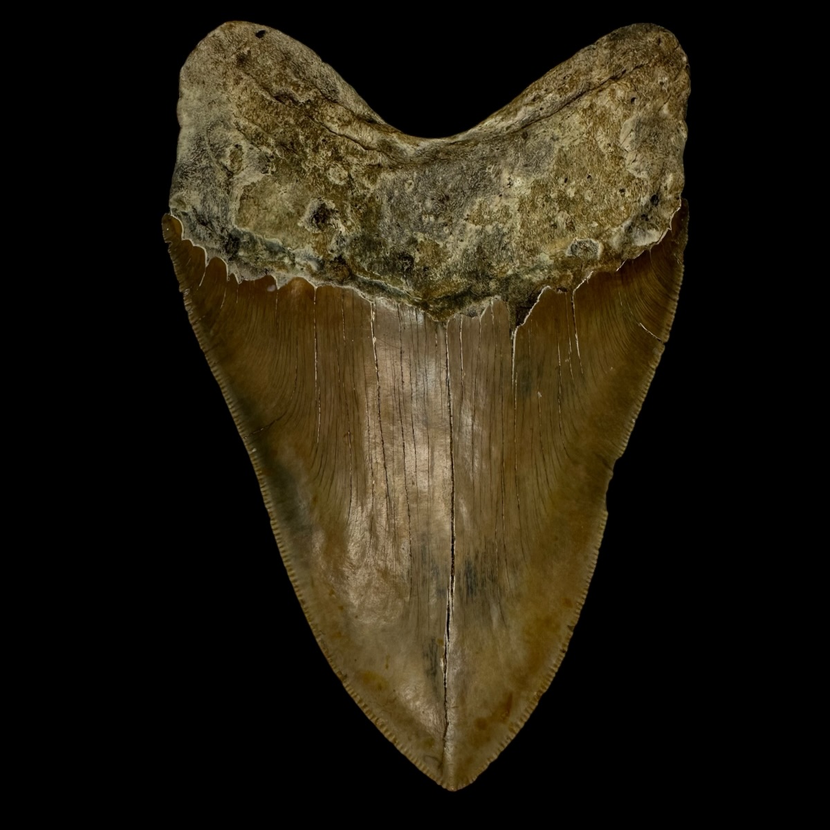 5.71" Serrated Megalodon Tooth Fossil - Image 2