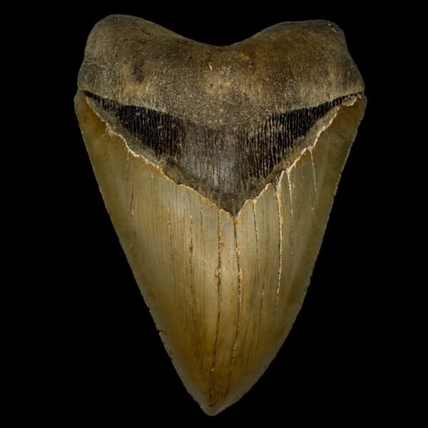5.65" Serrated Megalodon Tooth Fossil