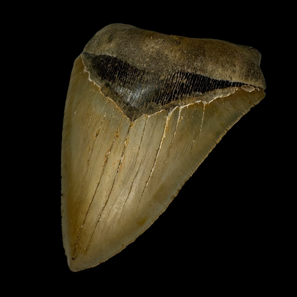 5.65" Serrated Megalodon Tooth Fossil - Image 3