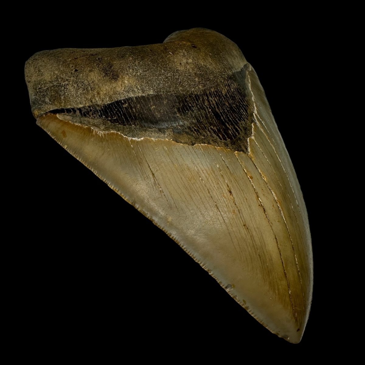 5.65" Serrated Megalodon Tooth Fossil - Image 4